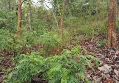 Land for sale in Kandy