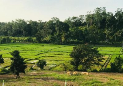 Indduruwa Land For Sale