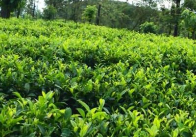 Gem mining land for sale in Ratnapura