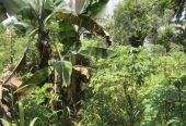 Residential Land For Sale From Homagama