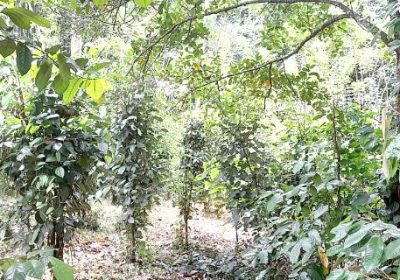 Katugastota Land for Sale