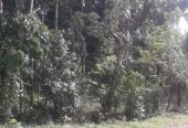 Bare land for Sale Matale