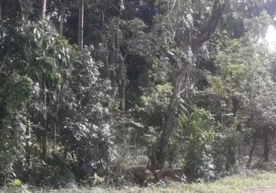 Bare land for Sale Matale