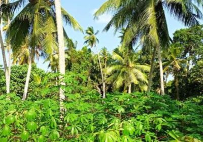 Land For Sale In Minuwangoda