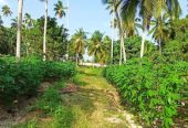Land For Sale In Minuwangoda