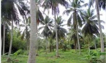 Coconut Land For Sale In Kurunegala