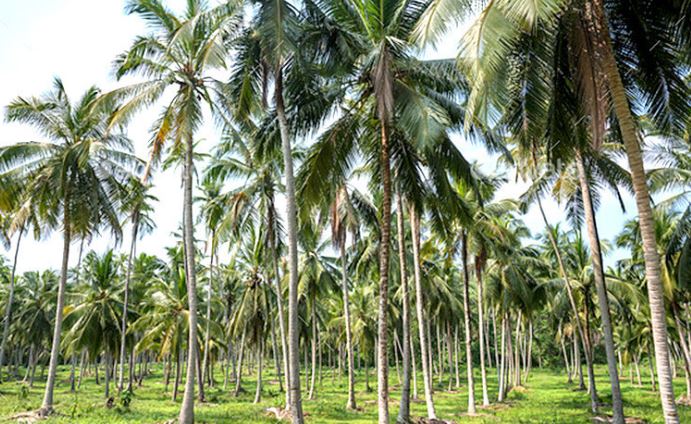 Coconut Estate for sale in Katupotha