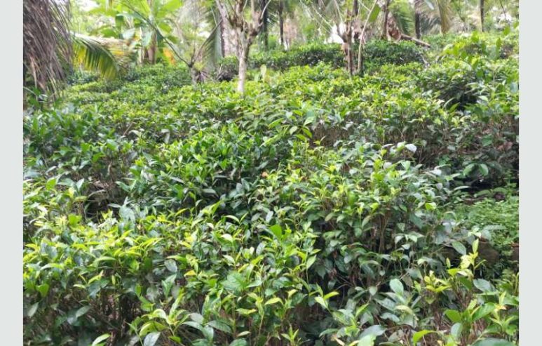 7 Acres Tea / Coconut Land For Sale