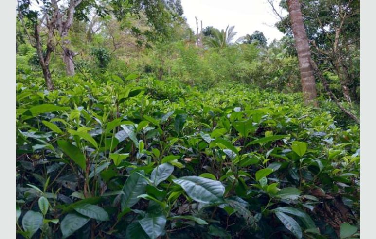 7 Acres Tea / Coconut Land For Sale