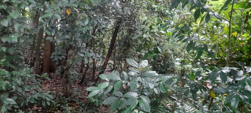 33 Perches Land for Sale in Menikhinna